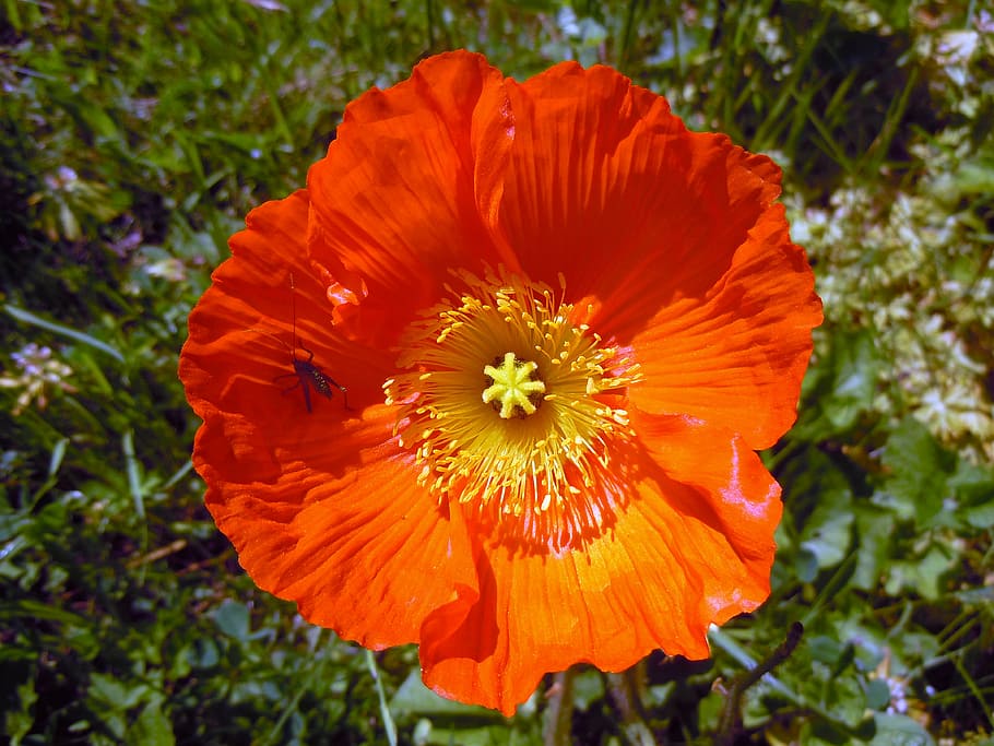 poppy, orange, bright, flowering plant, petal, freshness, flower head HD wallpaper