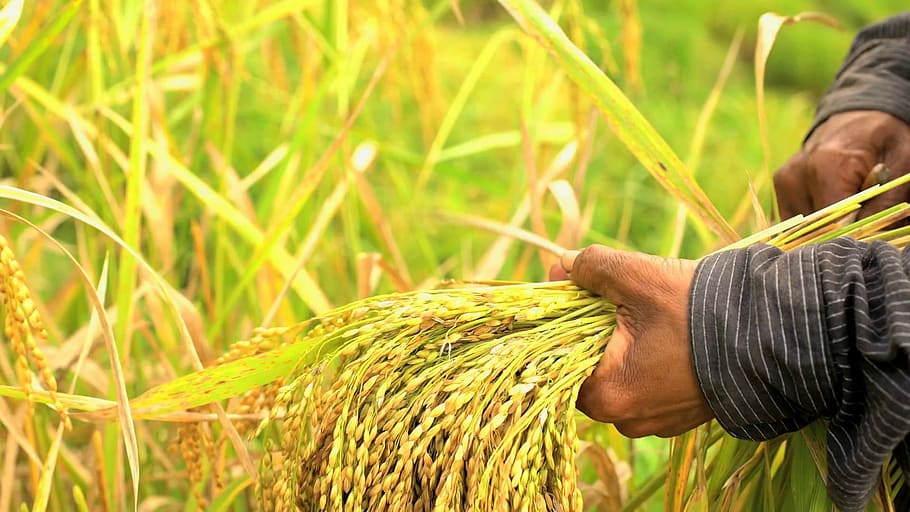 nature, crop, straw, field, farm, agriculture, plant, one person HD wallpaper