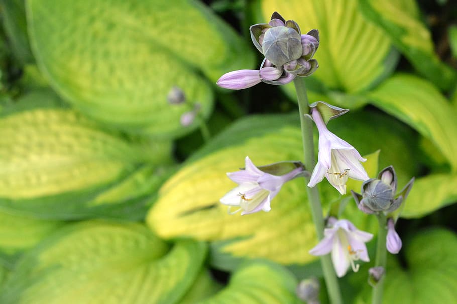 hosta leaf, studio funkie, hosts, ringtones, flowers, violet HD wallpaper