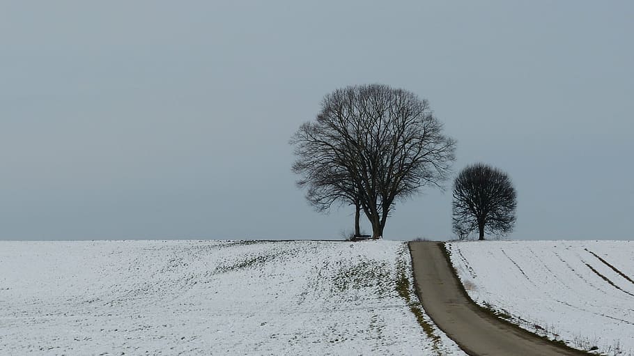 winter, tree, snow, winter trees, nature, mood, wintry, away HD wallpaper
