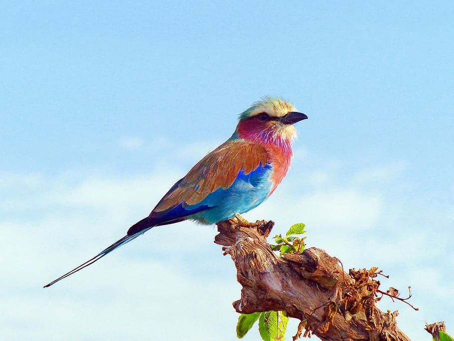 multicolored short-beaked bird on top tree branch, lilac breasted roller