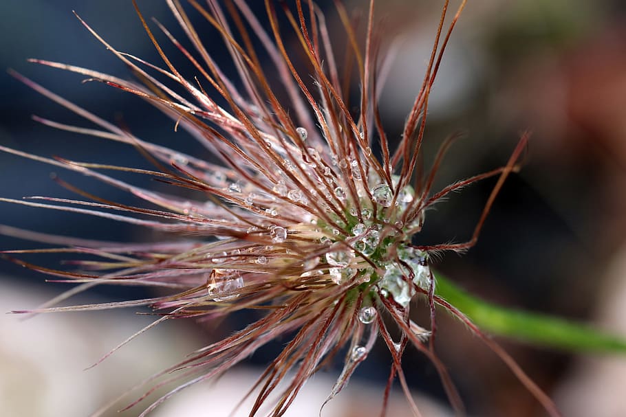 sasanka, inflorescence, spring, seeds, overblown, garden, flower HD wallpaper