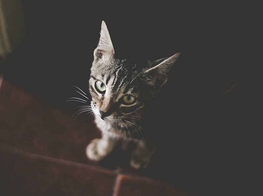 close-up photography of silver tabby kitten, cat, pet, animal HD wallpaper