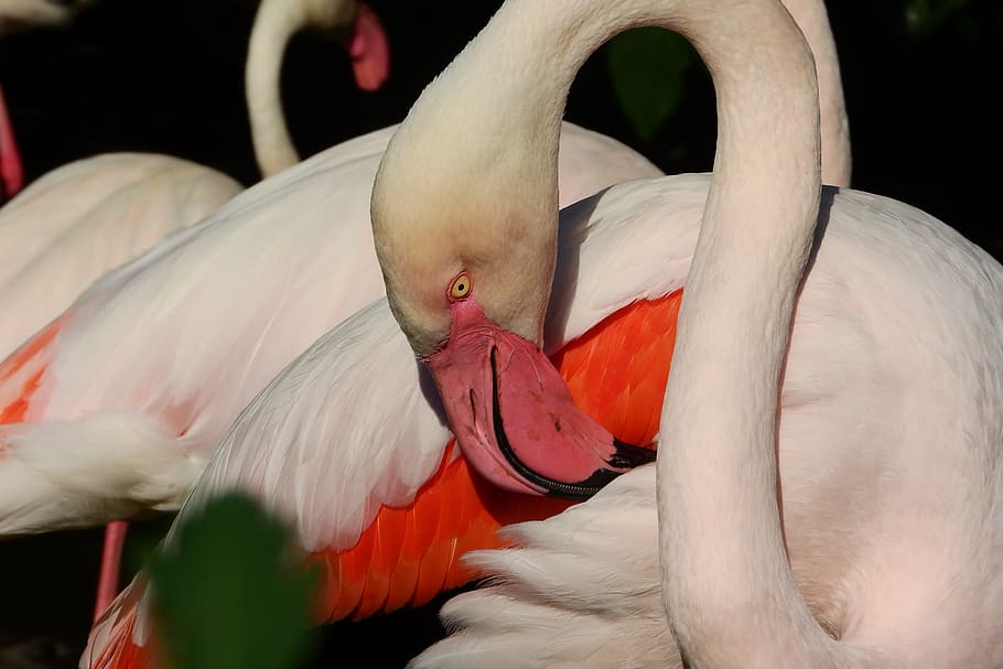 Flamingo Pink, Phoenicopterus Roseus, beak, cleansing is, to clean the feathers