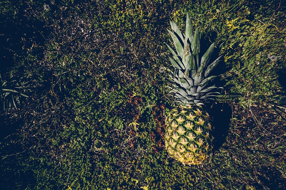 grass, leaves, pineapple, green, background, close-up, colors HD wallpaper