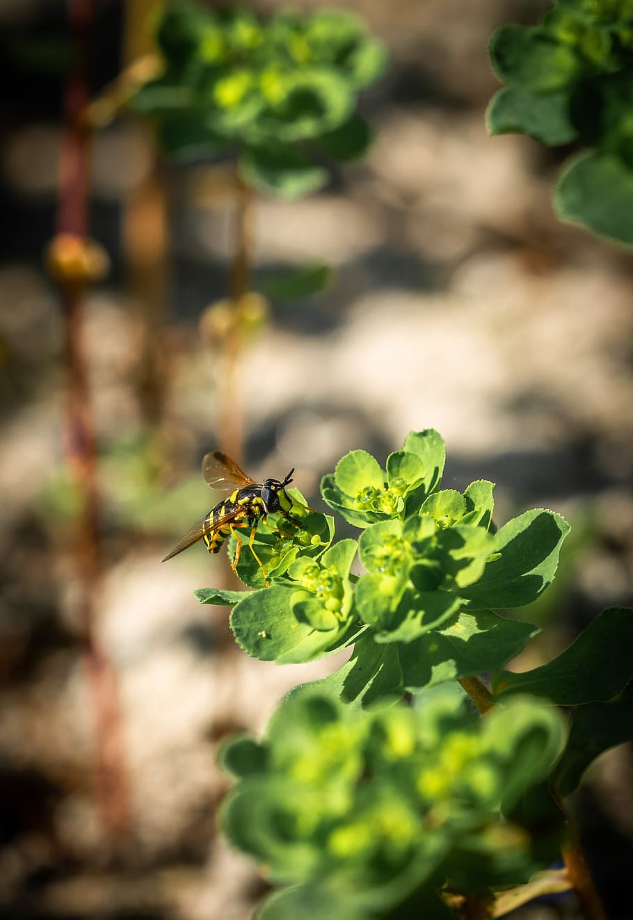 bee, macro, animals in the wild, animal wildlife, insect, invertebrate HD wallpaper