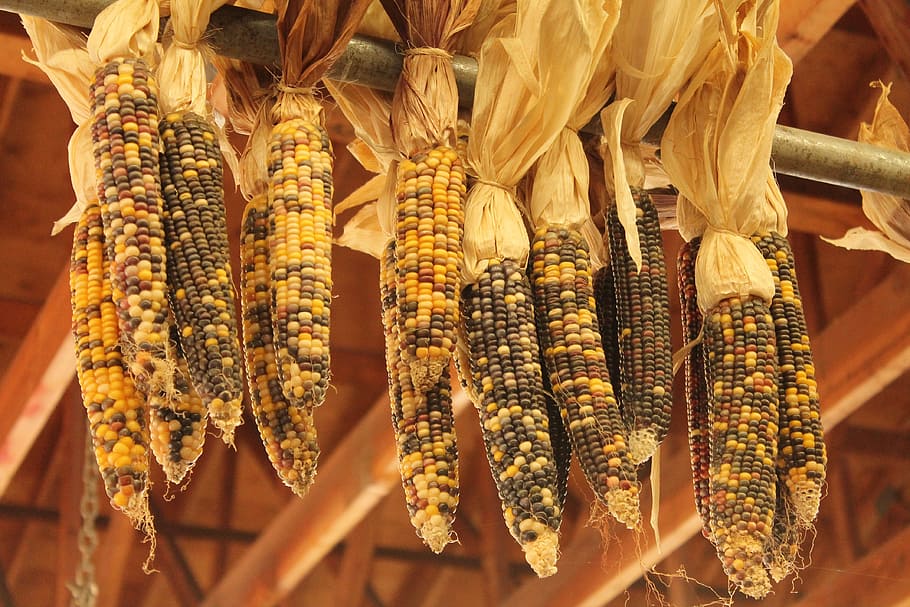 Indian Corn, Fall, autumn, harvest, maize, season, colorful, HD wallpaper
