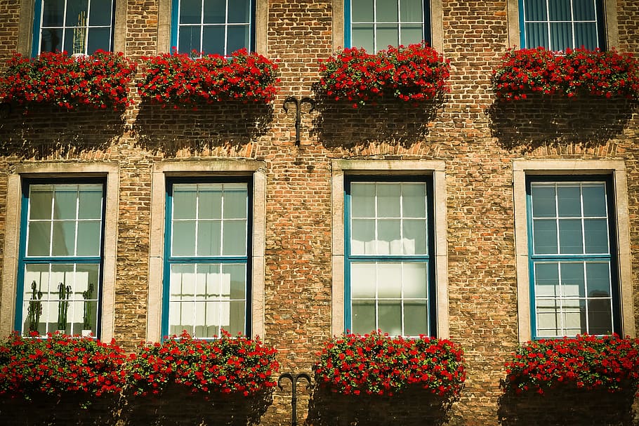 red flowers lot mounted on brown concrete wall, architecture HD wallpaper