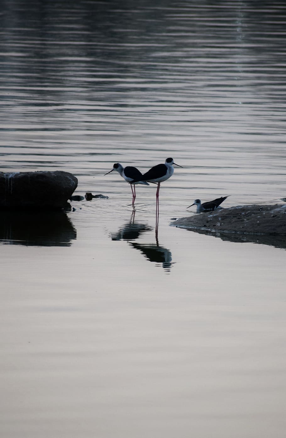 scenery, birds, lake, reflection, water, waves, love birds HD wallpaper