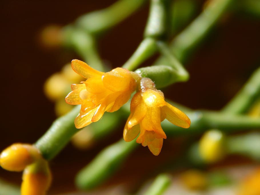 succulent, flower, macro, close-up, plant, freshness, flowering plant HD wallpaper