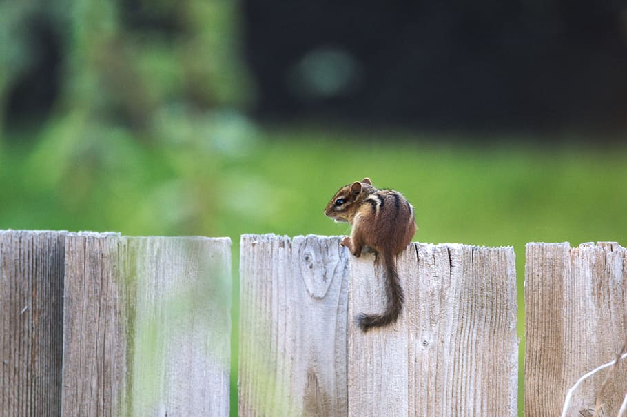 chipmunk, nature, small, animal themes, one animal, fence, wood - material HD wallpaper