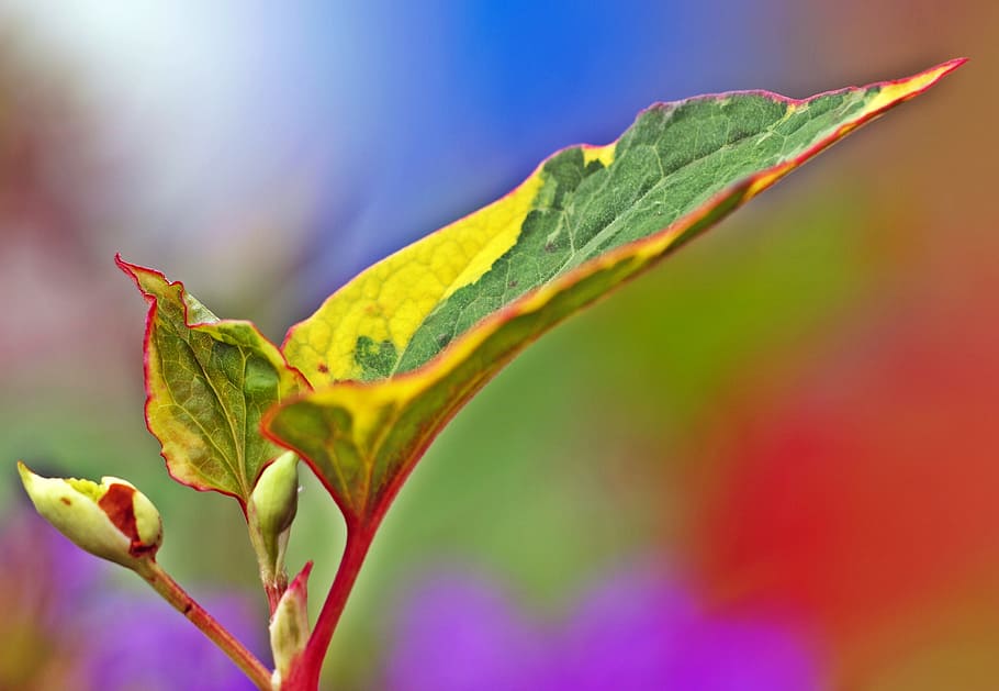 plant, nature, live, leaf, plant part, close-up, growth, no people HD wallpaper