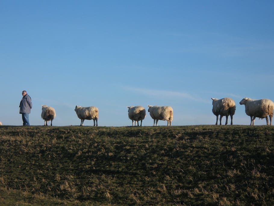 bellwether, sheep on dyke, walk, agriculture, farm, nature HD wallpaper