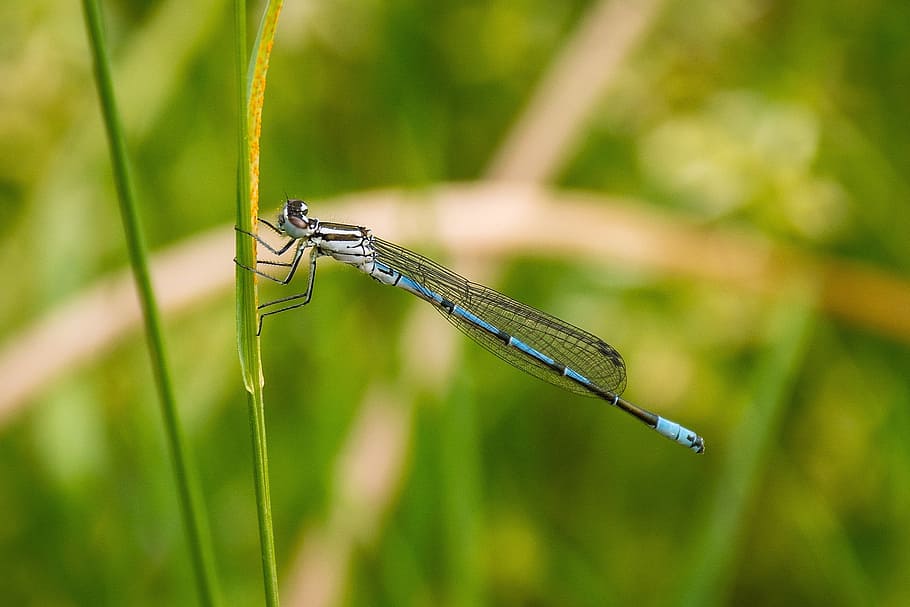 dragonfly, grass, insect, nature, wing, transparent, flight insect HD wallpaper