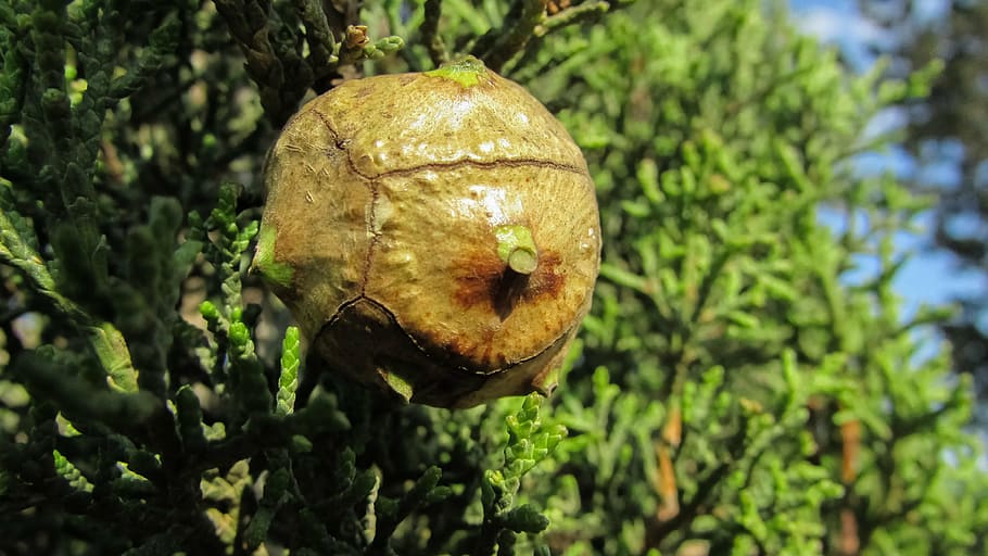 coniferous tree, cone, nature, green, forest, flora, plant HD wallpaper