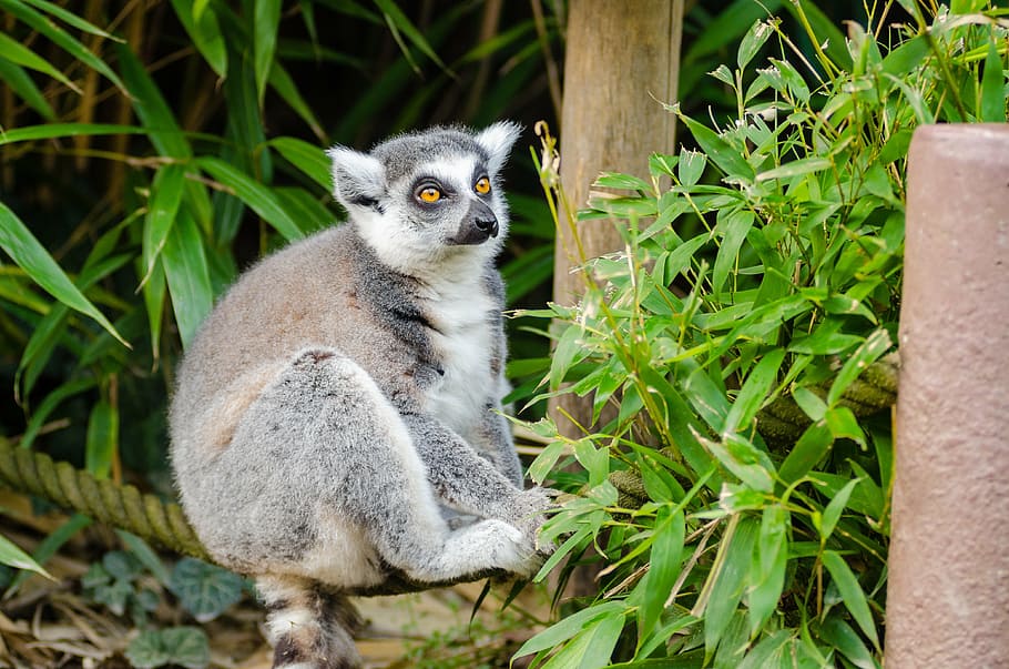 Lemur sitting under tree, madagascar, primate, monkey, funny HD wallpaper