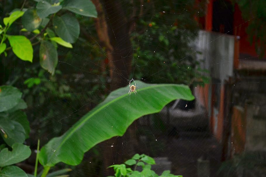 spider, garden, nature, web, insect, primerplano, zoom, photography HD wallpaper