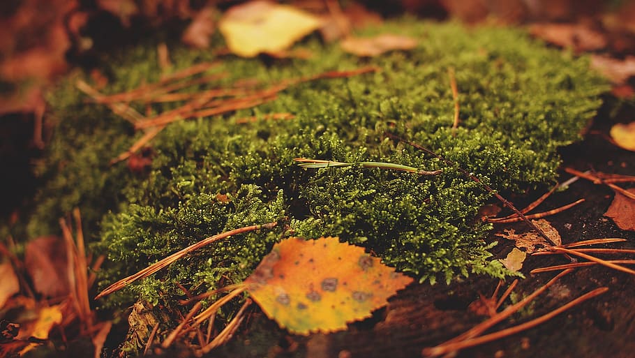 moss, leaves, leaf, autumn, forest, walk, nature, macro, plant HD wallpaper