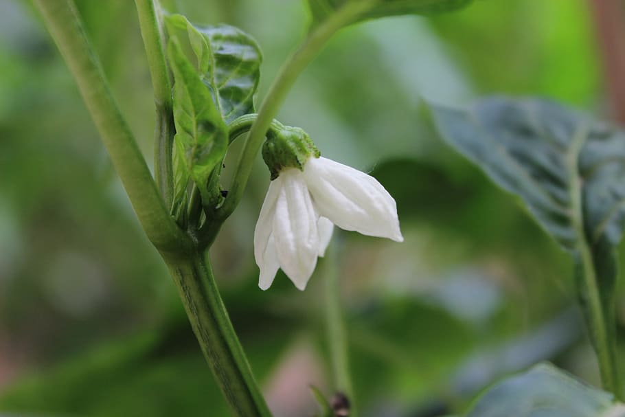 pepper flower, green, vegetable, plant, flowering plant, growth HD wallpaper