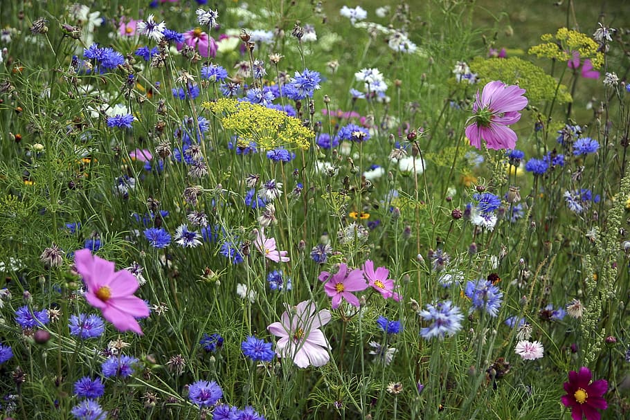 Fleurs, Fleury, Fallow, fleurs des champs, flower, growth, nature HD wallpaper