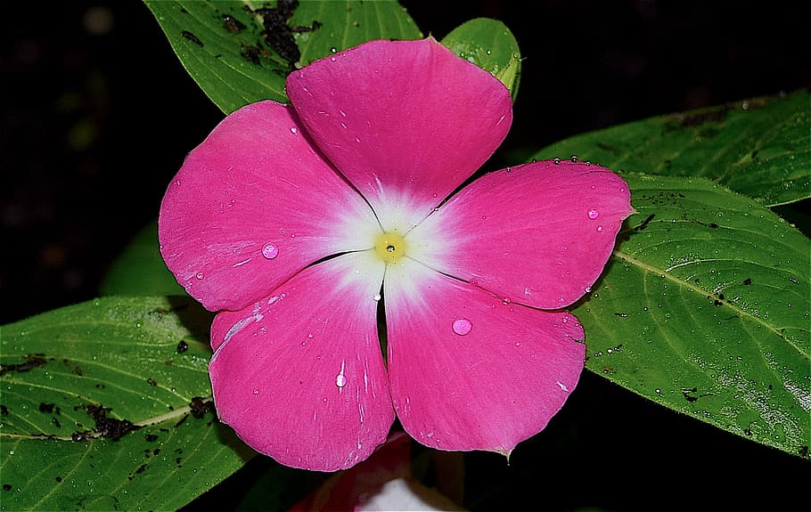 flower, rain, dew, pink, vibrant, garden, macro, plant, nature HD wallpaper
