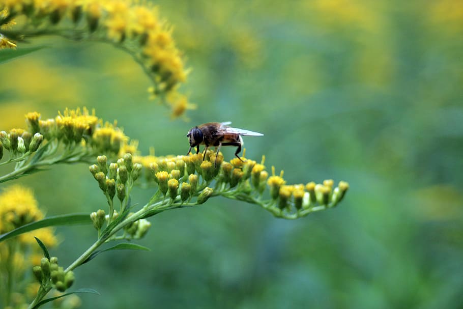 bloom, blossom, yellow, bee, nature, spring, plant, close, animal HD wallpaper
