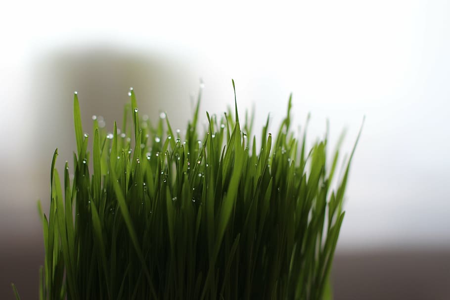 cat grass, wheatgrass, green color, plant, growth, freshness HD wallpaper