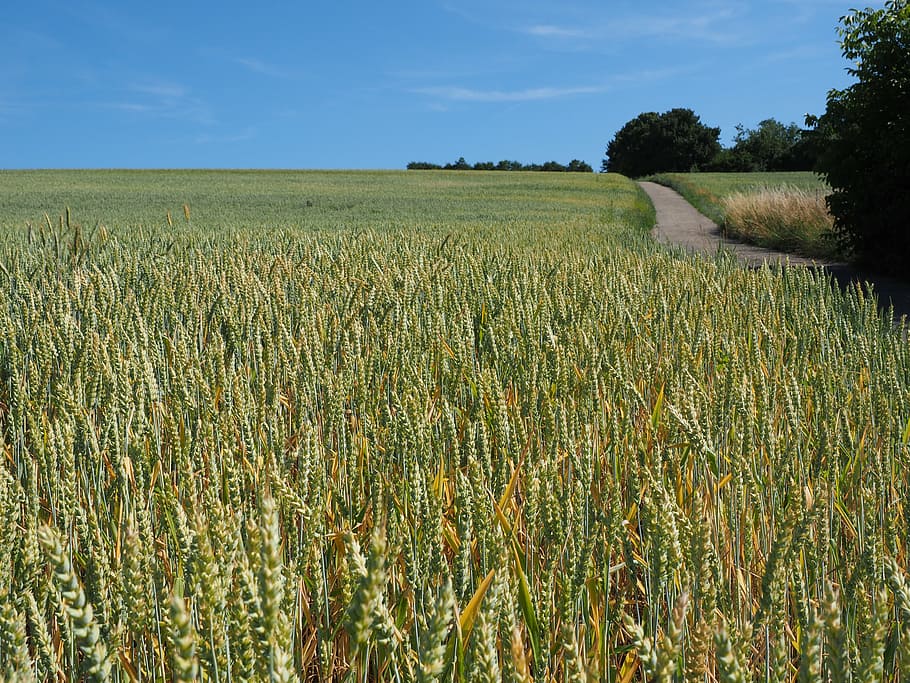 wheat, wheat field, cereals, ear, grain, cornfield, food, agriculture, HD wallpaper