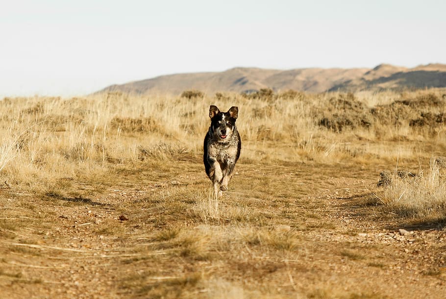 dog running on brown soil, white and black dog running on dried grass, HD wallpaper