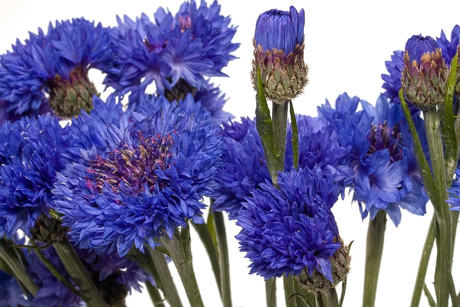 flowers, cornflower, blue, macro, blue flower, blossom, bloom HD wallpaper