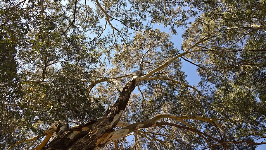 tree, nature, plant, foliage, trunk, low angle view, branch HD wallpaper
