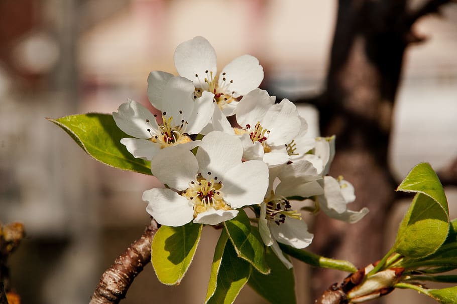Apple Blossom, Flower, Spring, apple flower, white color, fragility HD wallpaper