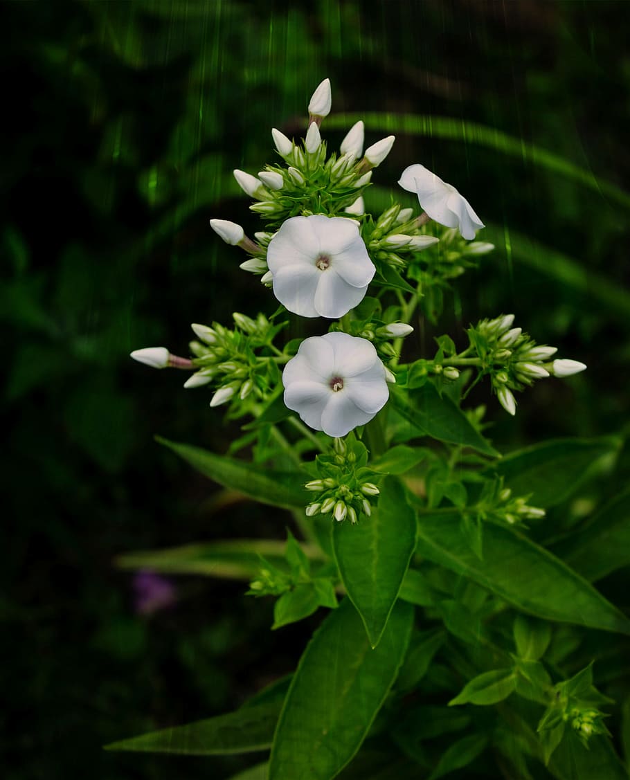 dacha, summer, flowers, flowering plant, vulnerability, fragility HD wallpaper
