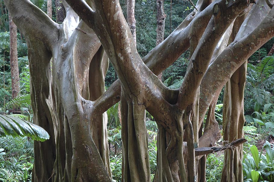 tree trunks, Jungle, Barbados, Organic, trees, agriculture HD wallpaper