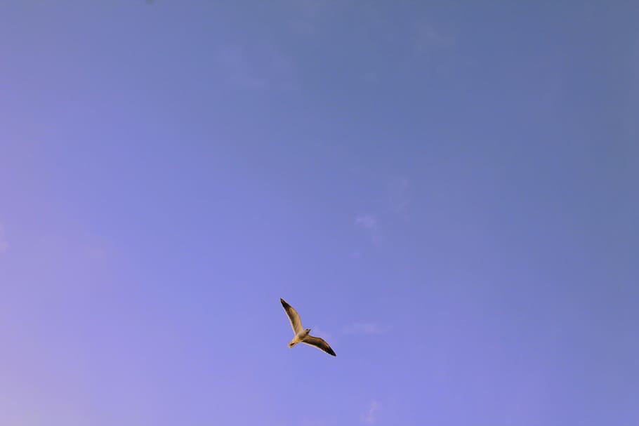 white bird flying in air, low, angle, photography, stork, animals HD wallpaper