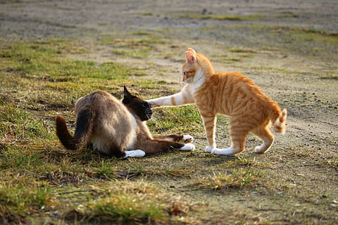 two orange and Siamese cats playing on grass field, orange tabby HD wallpaper