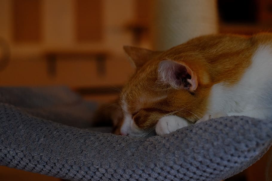 animals, adorable, bed, cat, closeup, comfort, comfortable HD wallpaper