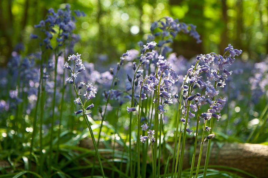 Sunlit bluebells sit in the woods, nature, flower, flowers, natural, HD wallpaper