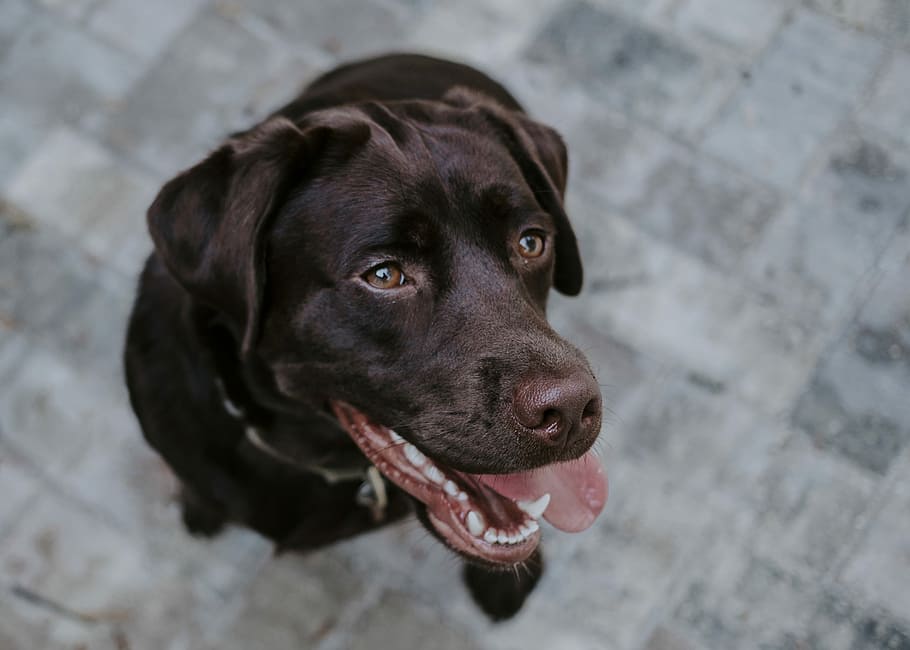 selective focus photography of chocolate Labrador Retriever, focus photography of chocolate Labrador sitting on floor HD wallpaper