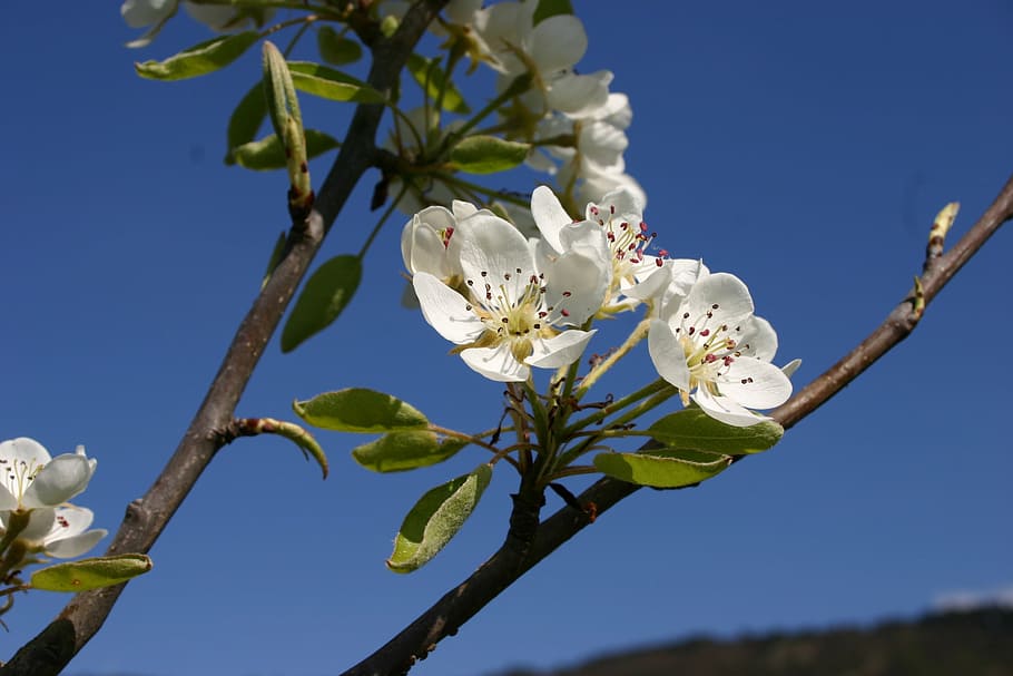spring, blossom, bloom, bud, plum, sun, sky, plant, flower HD wallpaper