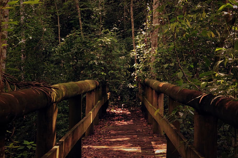 adventure, daylight, environment, foliage, forest, garden, jungle HD wallpaper
