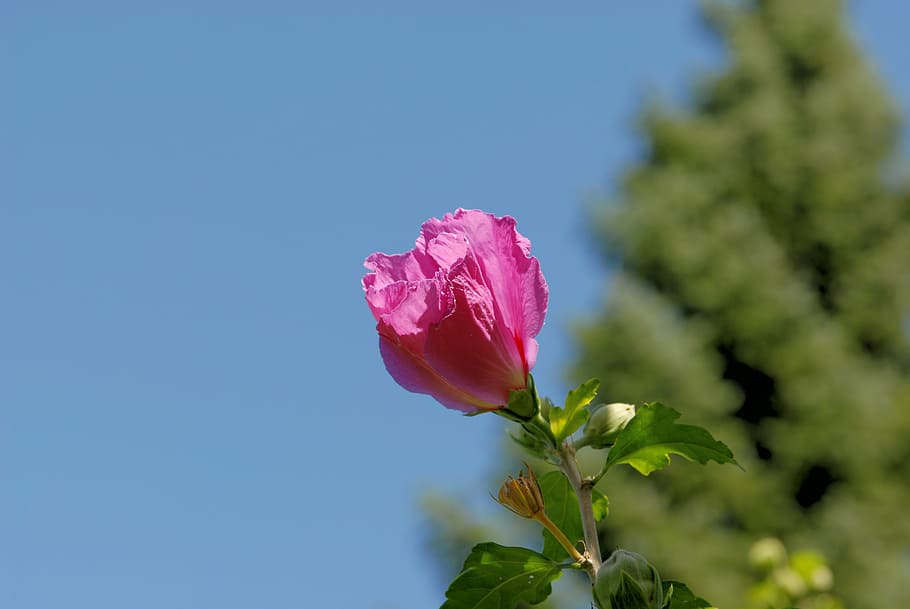 macro, flower, plant, spring, nature, blossom, bloom, red, blue sky HD wallpaper