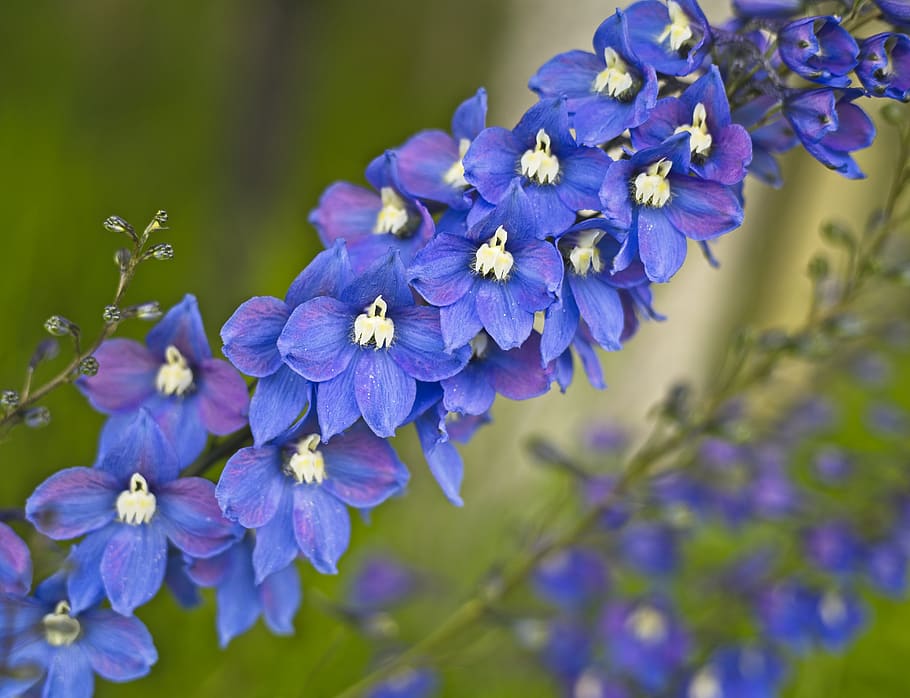 flower, delphinium, blue, bloom, flowering plant, purple, vulnerability, HD wallpaper