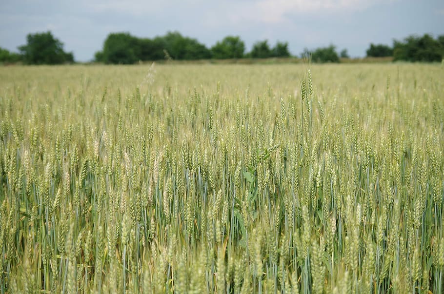 Field, Barley, Bread, One Time, the grain, agriculture, farm HD wallpaper