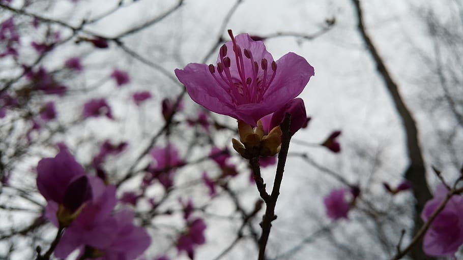 azalea, spring, flowers, flowering plant, fragility, vulnerability HD wallpaper