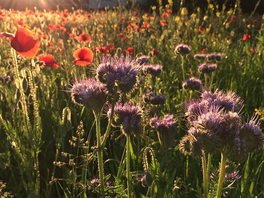 Waldegg, Winterthur, Seen, flower, purple, nature, plant, field HD wallpaper