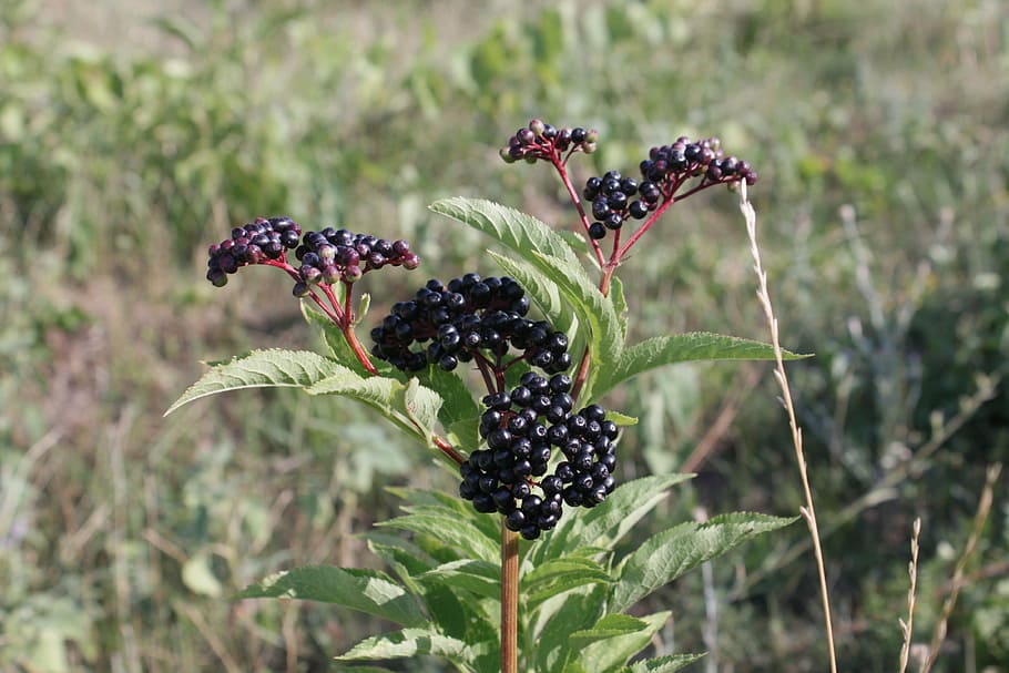 berries, black, ebulus, ripe, sambucus, fruit, plants, nature HD wallpaper