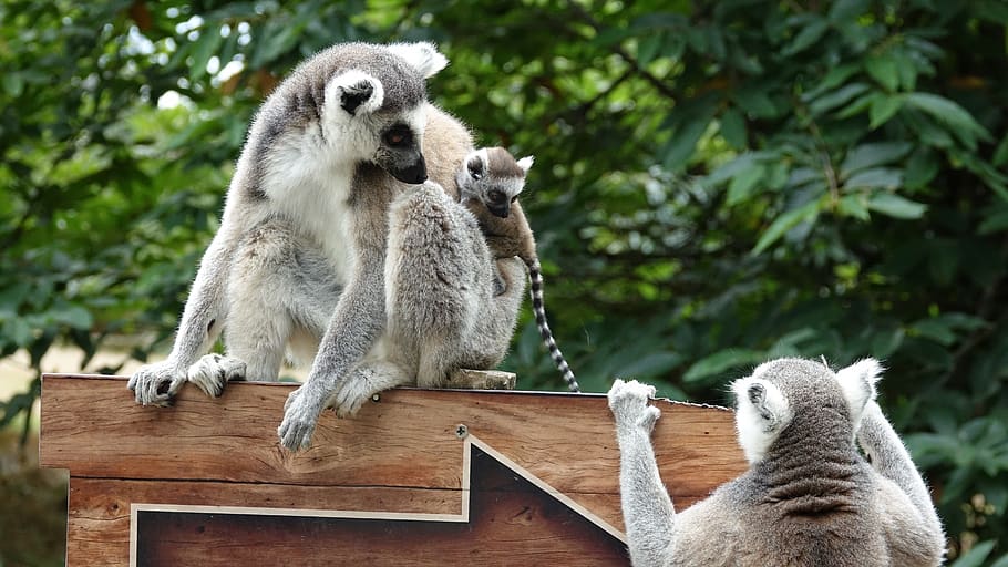 zoo, animals, maki, tree, mammal, animal wildlife, group of animals HD wallpaper
