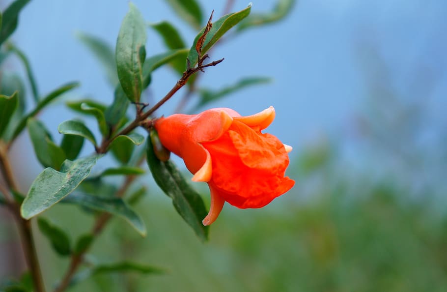 pomegranate blossom, budding, flower, flowering plant, beauty in nature HD wallpaper