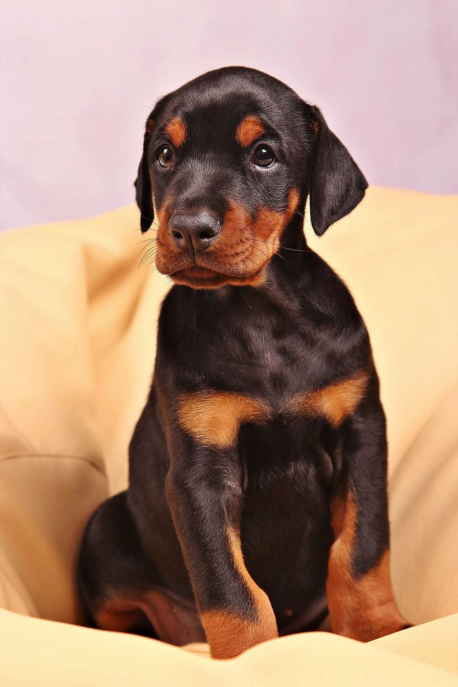 black Doberman pinscher puppy sitting, dog, pets, animal, canine